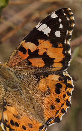 Tidselsommerfugl, Vanessa cardui, d. 3 august 2013. Bt Plantage, Falster. Fotograf: Lars Andersen