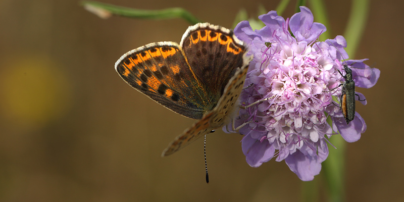 Sort Ildfugl, Lycaena tityrus hun, Bt Plantage, Falster, Danmark d. 3/8 2013. Fotograf: Lars Andersen