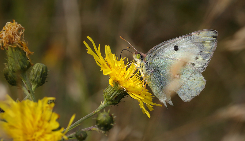 Gul Høsommerfugl, Colias hyale hun. Bøtø diget, Falster, Danmark d. 3 august 2013. Fotograf; Lars Andersen