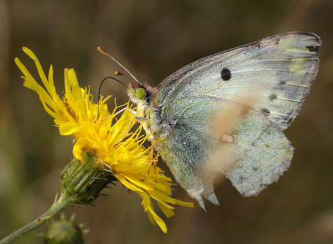 Gul Hsommerfugl, Colias hyale hun. Bt diget, Falster, Danmark 3 august 2013. Fotograf: Lars Andersen