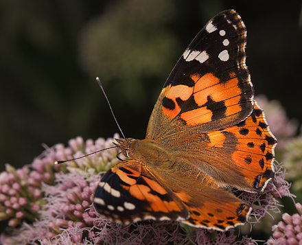 Tidselsommerfugl, Vanessa cardui, d. 3 august 2013. Bt Plantage, Falster. Fotograf: Lars Andersen