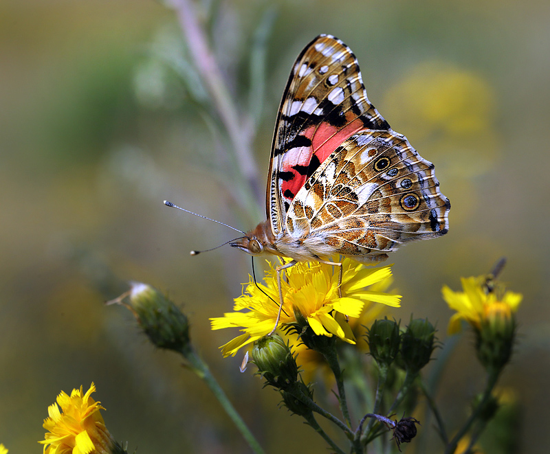 Tidselsommerfugl, Vanessa cardui, d. 3 august 2013. Bt Plantage, Falster. Fotograf: Lars Andersen