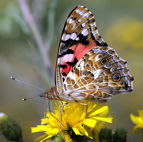 Tidselsommerfugl, Vanessa cardui, d. 3 august 2013. Bt Plantage, Falster. Fotograf: Lars Andersen