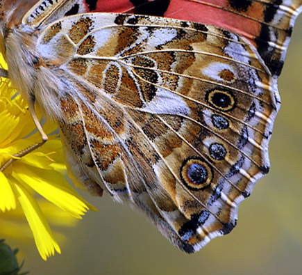 Tidselsommerfugl, Vanessa cardui, d. 3 august 2013. Bt Plantage, Falster. Fotograf: Lars Andersen