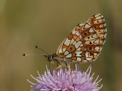 Brunlig Perlemorsommerfugl, Boloria selene, Brunddragene, Lolland, Danmark d. 3/8 2013. Fotograf: Lars Andersen