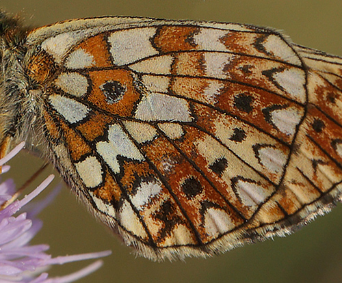 Brunlig Perlemorsommerfugl, Boloria selene, Brunddragene, Lolland, Danmark d. 3/8 2013. Fotograf: Lars Andersen