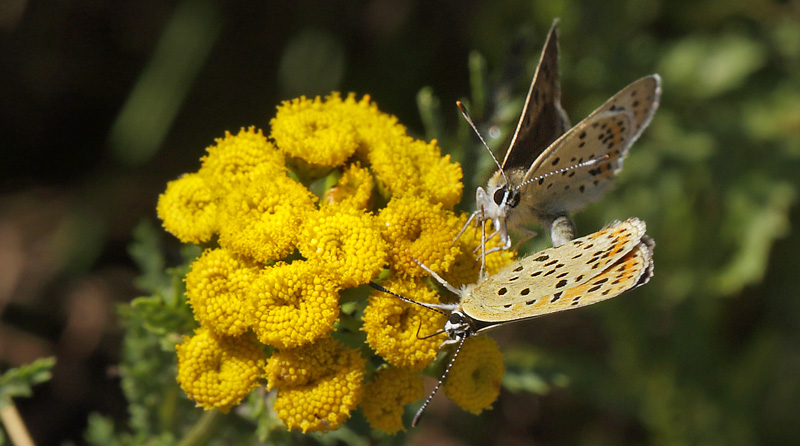 Sort Ildfugl, Lycaena tityrus hun & han, Bt Plantage, Falster, Danmark d. 4/8 2013. Fotograf: Lars Andersen