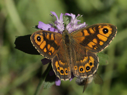 Vejrandøje, Lasiommata megera han. Rørvig/Nykøbing S, Vestsjælland. d. 7 august 2013. Fotograf: Lars Andersen