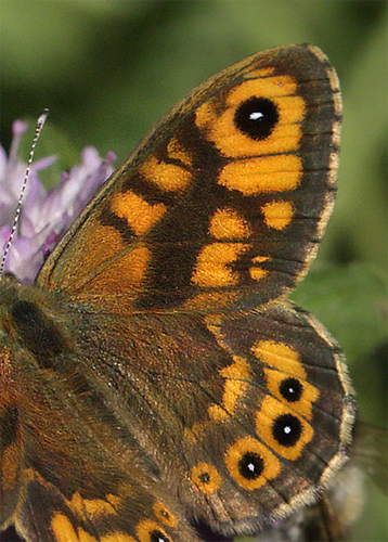 Vejrandøje, Lasiommata megera han. Rørvig/Nykøbing S, Vestsjælland. d. 7 august 2013. Fotograf: Lars Andersen