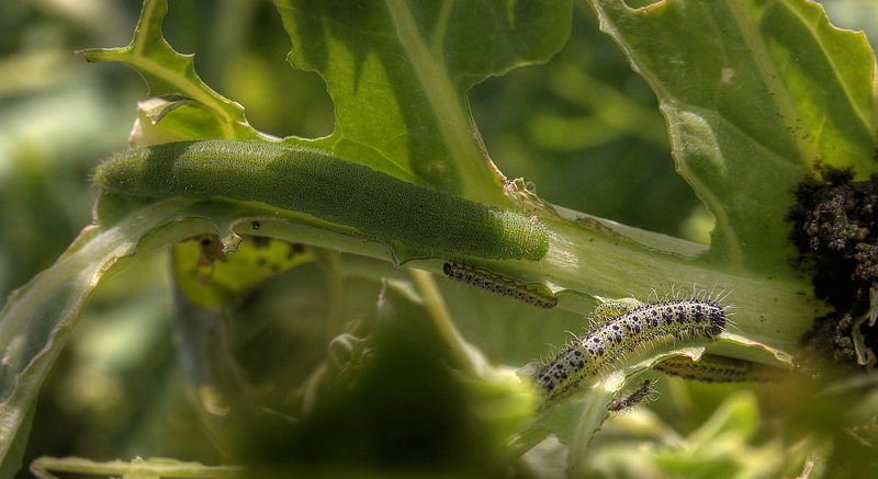 Lille Klsommerfugl, Pieris rapae larve sammen med mindre larver af Stor Klsommerfugl, Pieris  brassicae. H/F Prvestenen, Amager d. 12 august 2013. Fotograf; Lars Andersen