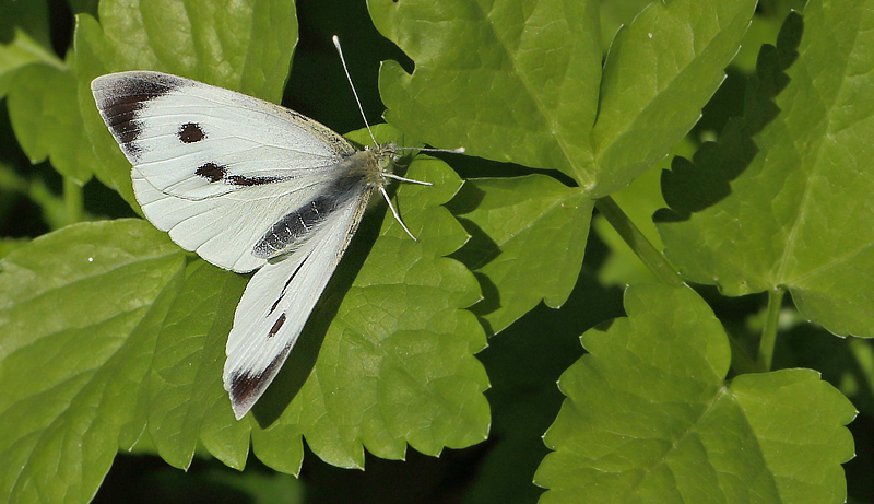 Stor Klsommerfugl, Pieris brassicae hun. Amager Flled d. 3 maj 2013. Fotograf; Lars Andersen