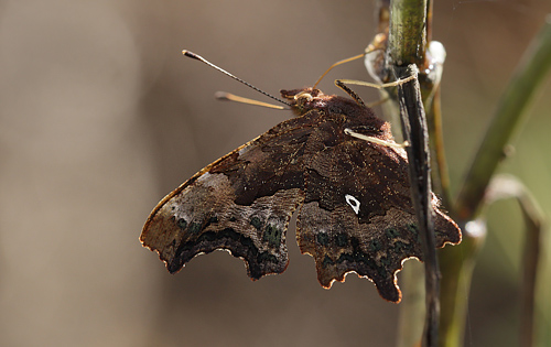 Det Hvide D, Polygonia c-album ab. delta-album (Joseph, 1919). Nokken ved Amager Fælled d. 6 september 2013. Fotograf Lars Andersen