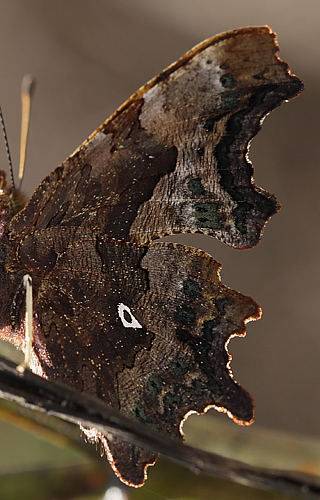 Det Hvide D, Polygonia c-album ab. delta-album (Joseph, 1919). Nokken ved Amager Fælled d. 6 september 2013. Fotograf Lars Andersen