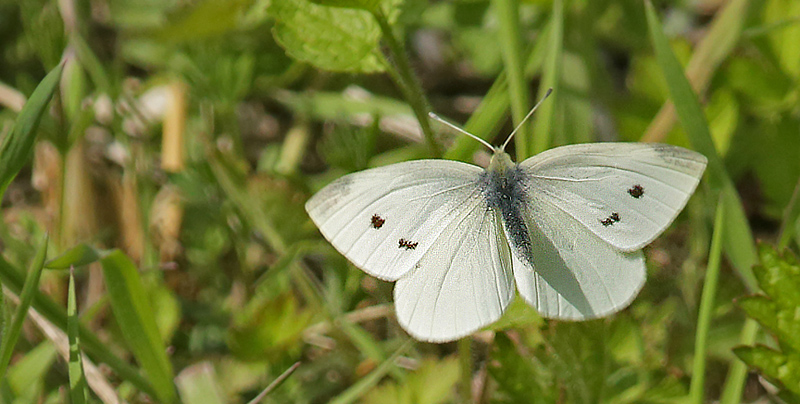 Lille Klsommerfugl hun. Amager Flled d. 7 maj 2013. Fotograf; Lars Andersen