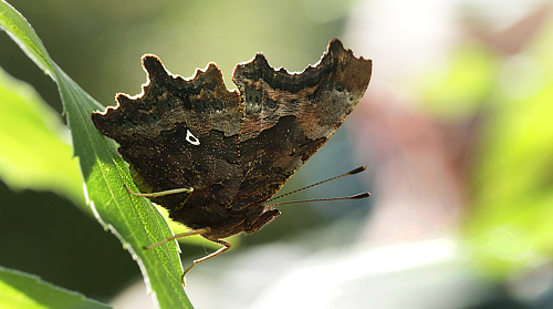 Det Hvide D, Polygonia c-album ab. delta-album (Joseph, 1919). Nokken ved Amager Flled d. 6 september 2013. Fotograf Lars Andersen