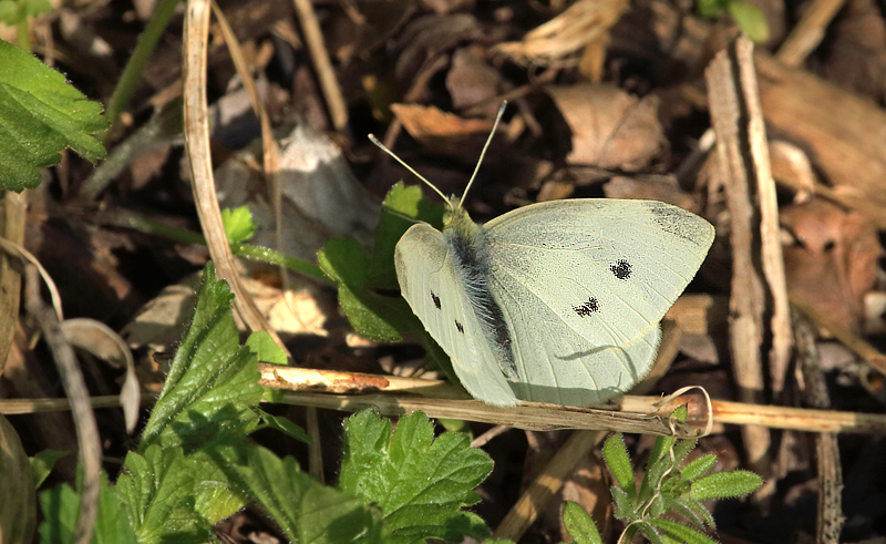 Lille Klsommerfugl hun. Amager Flled d. 7 maj 2013. Fotograf; Lars Andersen