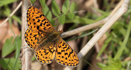 Rdlig Perlemorsommerfugl, Boloria euphrosyne han, Midtsjlland d. 23 maj 2013. fotograf, Lars Andersen