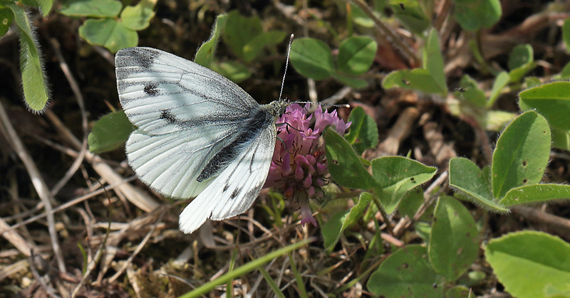 Grønåret Kålsommerfugl, Pieris napi hun. Amager Fælled d. 24 maj 2013. Fotograf; Lars Andersen