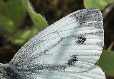 Grnret Klsommerfugl, Pieris napi hun. Amager Flled d. 24 maj 2013. Fotograf; Lars Andersen