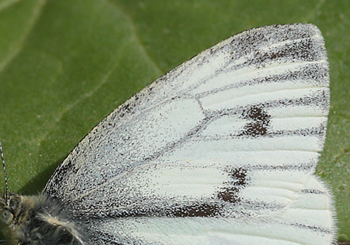 Grnret Klsommerfugl, Pieris napi hun. Amager Flled d. 24 maj 2013. Fotograf; Lars Andersen