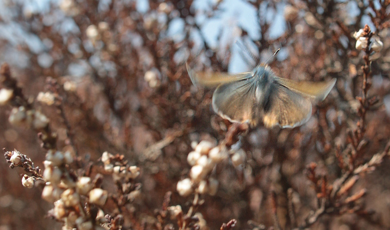 Grøn Busksommerfugl, Callophrys rubi. d. 4 maj 2014. Melby Overdrev, Nordsjælland. Fotograf; Lars Andersen
