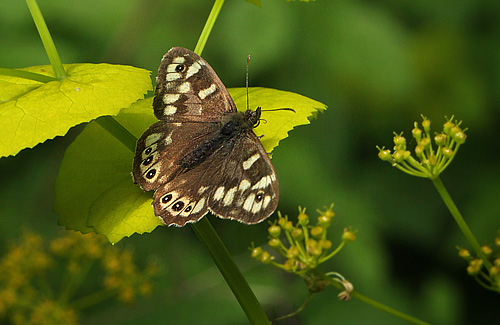 Skovrandje, Pararge aegeria sidder p Lundgylden, Smyrnium perfoliatum. Amager Flled d. 27 maj 2013. Fotograf: Lars Andersen