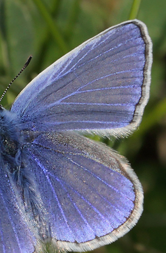 Almindelig blåfugl, Polyommatus icarus han. Amager Fælled d. 27 maj 2013. Fotograf: Lars Andersen