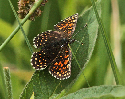 Mørk Pletvinge, Melitaea diamina hun. Børstingerød Mose,Nordsjælland. d. 25 Juni 2013. Fotograf: Lars Andersen