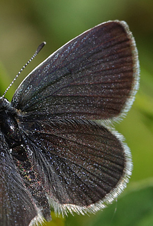 Dværgblåfugl, Cupido minimus. Haraldsted Sø d. 31 maj 2013. Fotograf: Lars Andersen