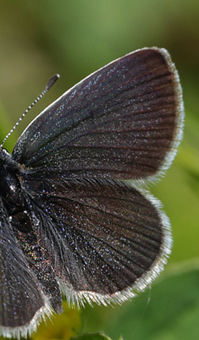 Dværgblåfugl, Cupido minimus. Haraldsted Sø d. 31 maj 2013. Fotograf: Lars Andersen