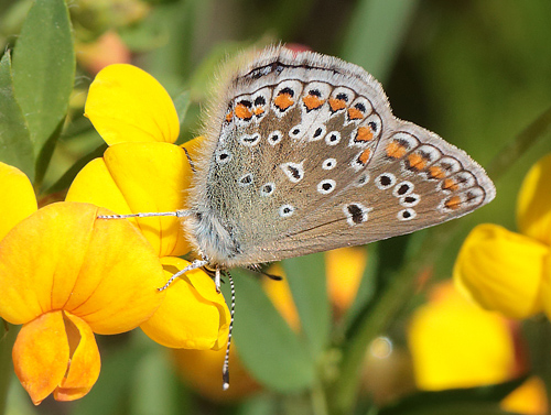  Almindelig blfugl, Polyommatus icarus hun. Amager Flled  d. 3 Juni 2013. Fotograf: Lars Andersen