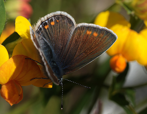  Almindelig blfugl, Polyommatus icarus hun. Amager Flled  d. 3 Juni 2013. Fotograf: Lars Andersen