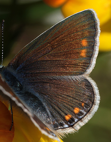  Almindelig blfugl, Polyommatus icarus hun. Amager Flled  d. 3 Juni 2013. Fotograf: Lars Andersen