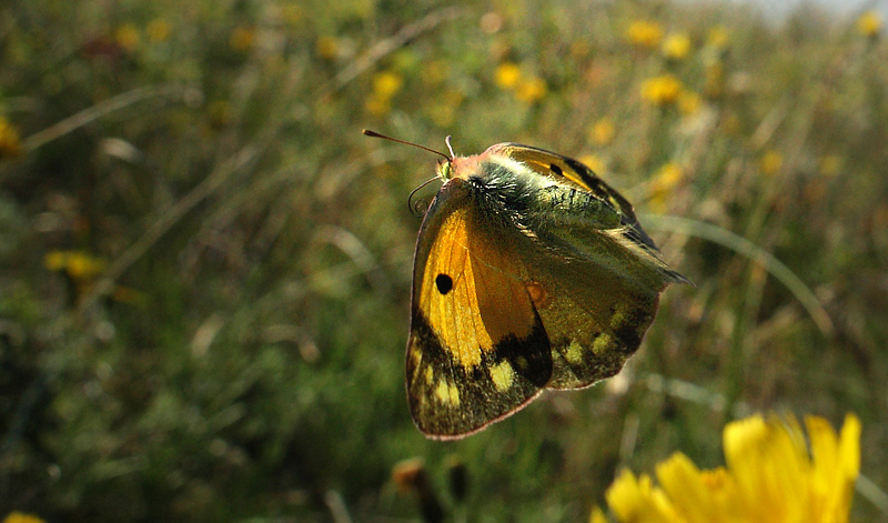 Orange Hsommerfugl. Kramnitse Havn p det sydlige Lolland, Danmark d. 28 august 2013. Fotograf: Lars Andersen. PS. De flj der stadigt d. 20/10!