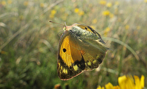 Orange Hsommerfugl. Kramnitse Havn p det sydlige Lolland, Danmark d. 28 august 2013. Fotograf: Lars Andersen. PS. De flj der stadigt d. 20/10!