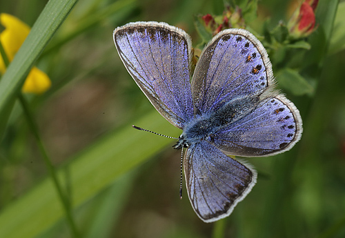  Almindelig blfugl, Polyommatus icarus hun. Amager Flled  d. 9 Juni 2013. Fotograf: Lars Andersen