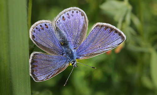  Almindelig blfugl, Polyommatus icarus hun. Amager Flled  d. 9 Juni 2013. Fotograf: Lars Andersen