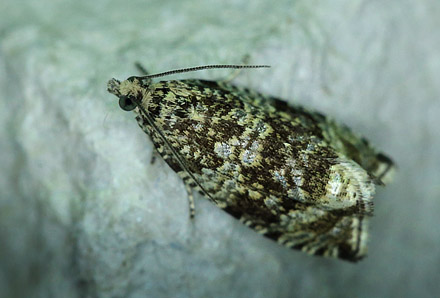 Celypha lacunana. Amager Flled d. 4 juli 2013. Fotograf; Lars Andersen