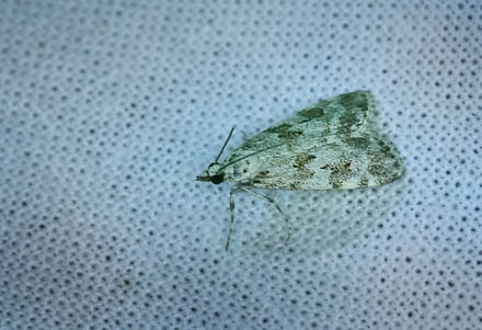 Scoparia ambigualis. Amager Fælled d. 4 juli 2014. Fotograf; Lars Andersen