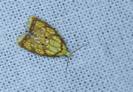 Acleris bergmanniana. Amager Flled d. 4 juli 2013. Fotograf; Lars Andersen