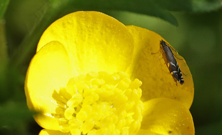 Hundegræsmøl, Glyphipterix simpliciella. Haraldsted Sø d. 31 maj 2013. Fotograf; Lars Andersen