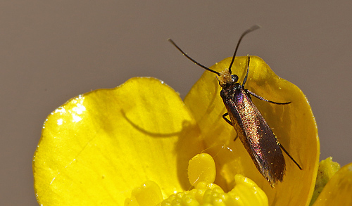 Urml, Micropterix calthella i Smrblomst. Halleby Ore, mosen. 31 maj 2013. Fotograf: Lars Andersen