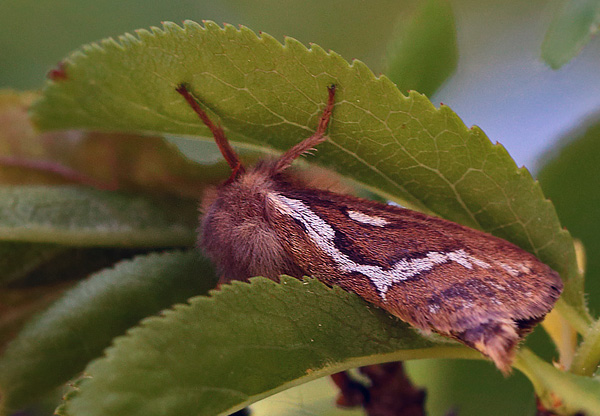 Konvalrodæder, Korscheltellus lupulina 5 juni- 2013. Amager Fælled