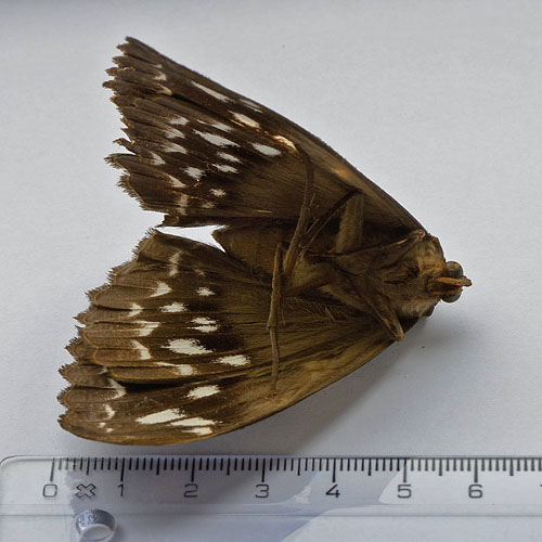 The Indian Owl Moth, Erebus macrops. Kbenhavns frihavn d. 28 december 2013. Fotograf; Henrik Greve Thorsen 