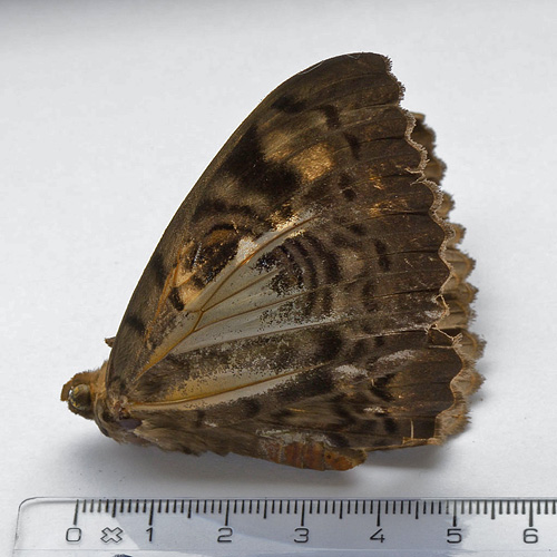 The Indian Owl Moth, Erebus macrops. Kbenhavns frihavn d. 28 december 2013. Fotograf; Henrik Greve Thorsen 