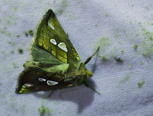 Lille Perlemormetalugle, Plusia putnami. Amager Flled, Amager d. 5 juli 2013. Fotograf; Lars Andersen