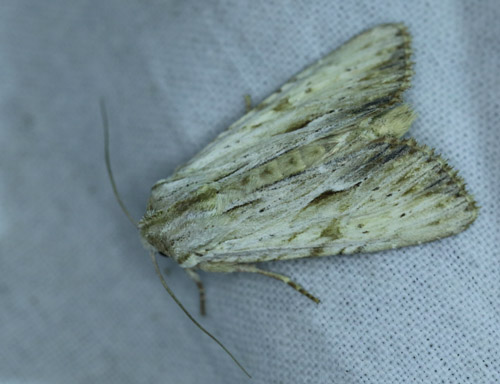 Hvidlig Stængelugle, Apamea lithoxylaea Amager Fælled, Amager d. 5 juli 2013. Fotograf; Lars Andersen