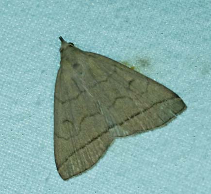Herminia tarsipennalis. Amager Fælled d. 4 juli 2013. Fotograf: Lars Andersen