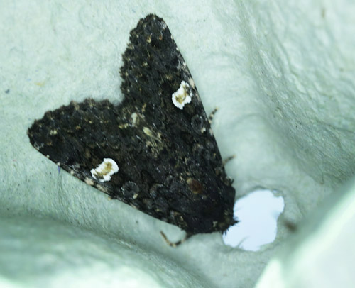 Pileurtugle, Melanchra persicariae . Amager Fælled d. 5 juli 2013. Fotograf; Lars Andersen