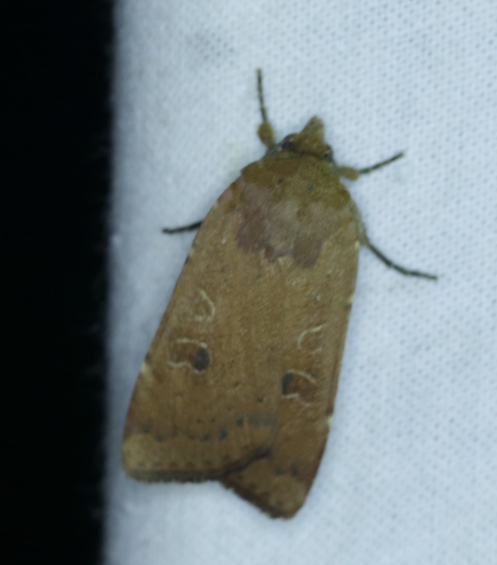 Svagtskygget Smutugle, Noctua comes (Hübner, 1813). Amager Fælled, Amager 5 juli 2013. Fotograf: Lars Andersen